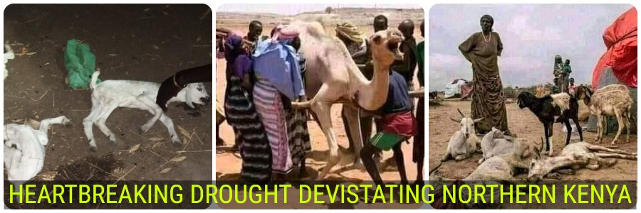 DROUGHT 2021 NORTHERN MOYALE SOLOLONO KENYA DEVASTATING